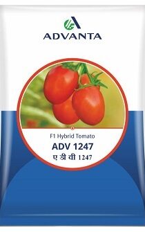 Advanta ADV 1247 F1 Hybrid Tomato Seeds — High‑Yield, Disease‑Resistant Red Tomato Variety