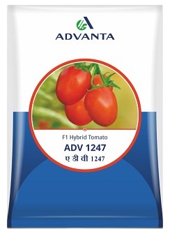 Advanta ADV 1247 F1 Hybrid Tomato Seeds — High‑Yield, Disease‑Resistant Red Tomato Variety