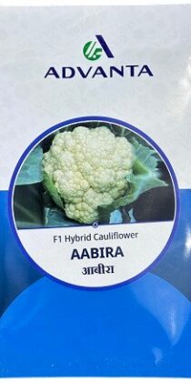 Advanta AABIRA F1 Hybrid Cauliflower Seeds — High-Yield Premium Variety