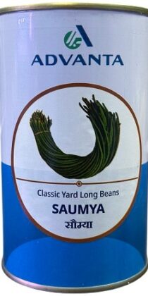 Advanta SAUMYA Classic Yard Long Bean Seeds — High-Yield F1 Hybrid Variety (300g)