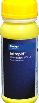 BASF Intrapid Insecticide