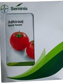 Bayer Seminis Adhiraaj Hybrid Tomato Seeds — High‑Yield Disease‑Resistant Tomato Variety (3500 Seeds)