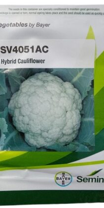 BAYER Seminis SV4051AC Hybrid Cauliflower Seeds