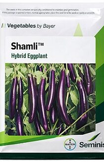Bayer Seminis Shamli Hybrid Brinjal Seeds — High Yield Long Purple Variety (40g)