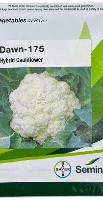 Bayer Seminis DAWN 175 Hybrid Cauliflower Seeds