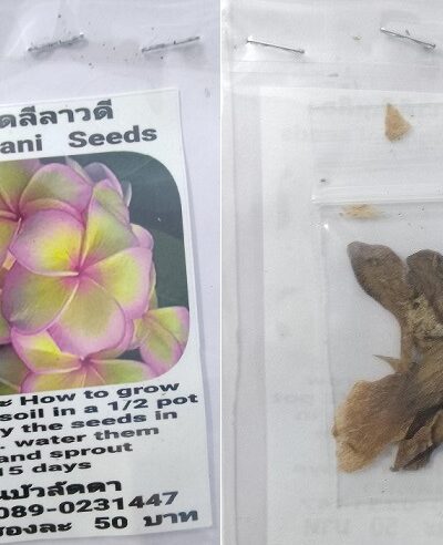 Bi Colour Plumeria Frangipani Kathalichapa Seeds