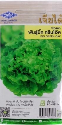 Big Green Oak Seeds