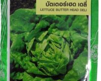 Lettuce Butter Head Deli Seeds