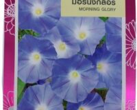 Morning Glory Flower Seeds