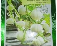 Pumpkin Small White Seeds