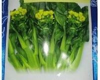 Yu Choy Sum Flowering Pak Choy Seeds