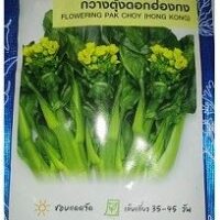 Yu Choy Sum Flowering Pak Choy Seeds