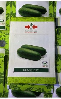 East West Benyue F1 Wax Gourd Hybrid Seeds — High Yield Cylindrical Variety (100gm)