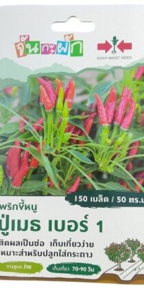 East West Seed Birds Eye Chilli Grandpa Meru Number 1 Seeds