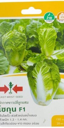 East West Seed Hybrid Cabbage Shogun F1 Seeds