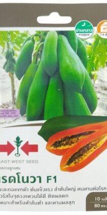 East West Seed Hybrid Papaya Red Nova F1 Seeds