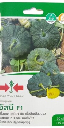 East West Seed Hybrid Pumpkin Asanee F1 Seeds