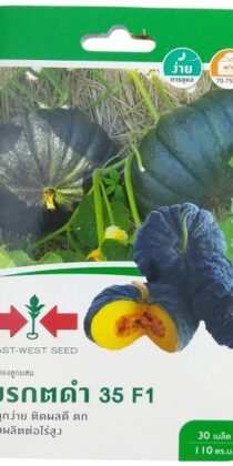 East West Seed Hybrid Pumpkin Black Emerald 35 F1 Seeds