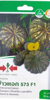 East West Seed Hybrid Pumpkin Rice Flour 573 F1 Seeds