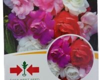 Tom Tom Flower Seeds