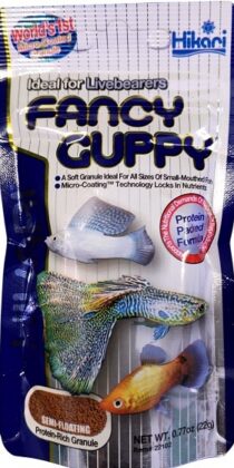 Fancy Guppy