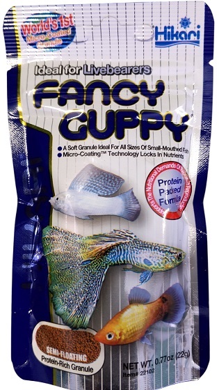 Fancy Guppy