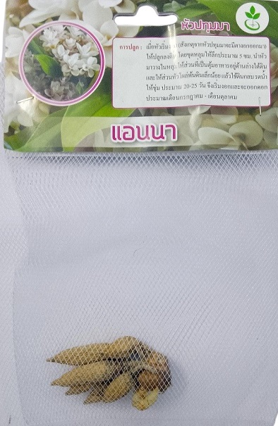 Dynamic Seeds Anna Curcuma Big Bulb