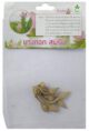 Dynamic Seeds Bangkok Supreme Curcuma Big Bulb