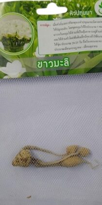 Dynamic Seeds Jasmine White Curcuma Big Bulb