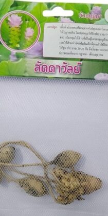 Dynamic Seeds Laddawan Curcuma Big Bulb