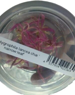 Lancea Chai