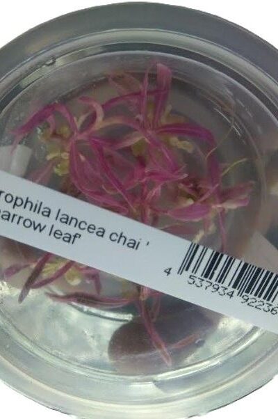 Lancea Chai