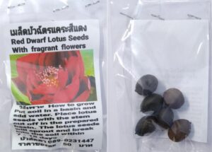 Red Dwarf Lotus Seeds