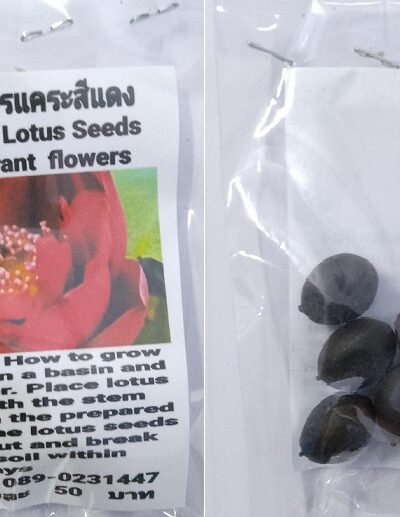 Red Dwarf Lotus Seeds