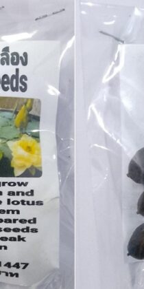 Yellow Dwarf Lotus Seeds