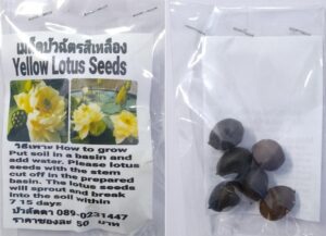 Yellow Dwarf Lotus Seeds