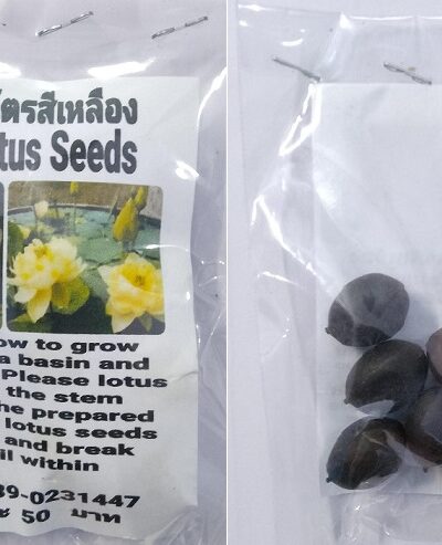 Yellow Dwarf Lotus Seeds