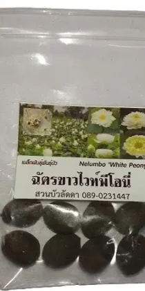 Imported Dwarf Lotus Seeds