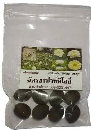 Imported Dwarf Lotus Seeds