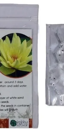 Waterlilies Dry Seeds