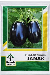 Kalash Seeds F1 Janak Hybrid Brinjal Seeds — High Yield Glossy Purple Variety (20g)
