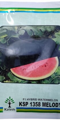 Kalash Seeds F1 Ksp 1358 Melody Watermelon Seeds