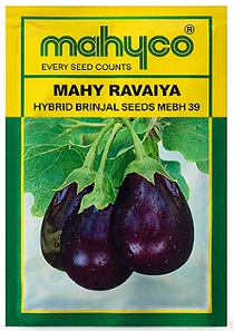 Mahyco Mahy Ravaiya Hybrid Brinjal Seeds (MEBH 39) — High Yield Purple Variety (20g)