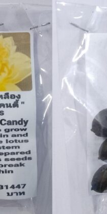 Yellow Nelumbo Cotton Candy Dwarf Lotus Seeds