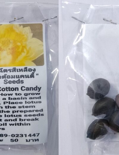 Yellow Nelumbo Cotton Candy Dwarf Lotus Seeds