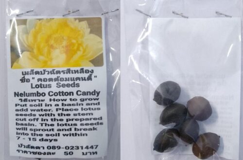 Yellow Nelumbo Cotton Candy Dwarf Lotus Seeds
