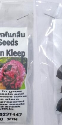 Red Pan Kleep Lotus Seeds