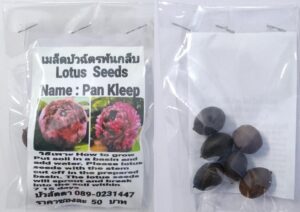 Red Pan Kleep Lotus Seeds