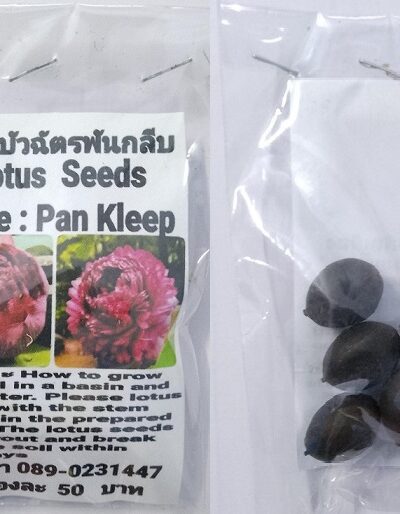 Red Pan Kleep Lotus Seeds