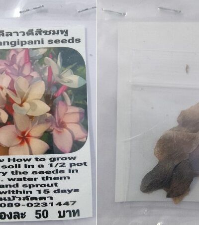 Pink Plumeria Frangipani Kathalichapa Seeds